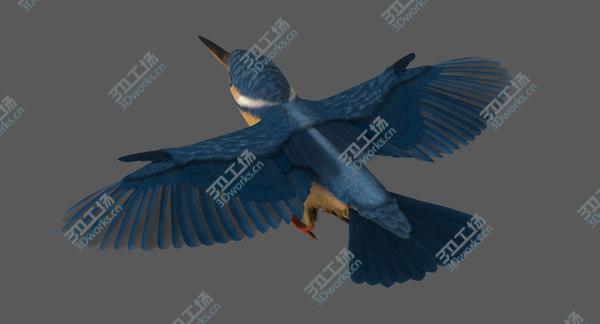 images/goods_img/20210312/Common Kingfisher 3D/5.jpg